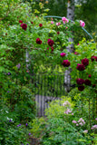 Aftenvandring 01.07.2026