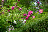 Aftenvandring 01.07.2026