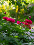 Aftenvandring 01.07.2026