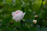 Aftenvandring 01.07.2026