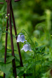 Aftenvandring 01.07.2026