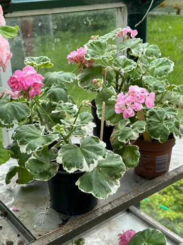 Pelargonia 'Otilie'